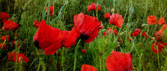 By Ickleford Lavender farm