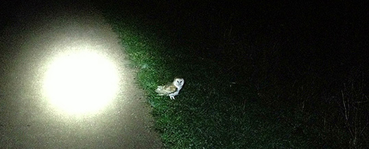 Barn Owl